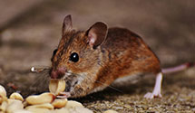 24 Hour & Emergency Exterminators in Gobles, MI